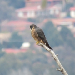 Falco longipennis (Australian Hobby) at Wanniassa Hill - 4 Jul 2019 by KumikoCallaway