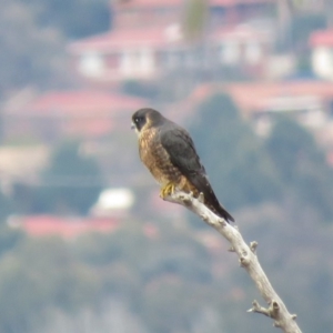 Falco longipennis at Fadden, ACT - 5 Jul 2019 09:54 AM