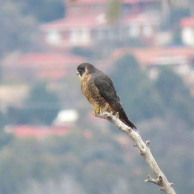 Falco longipennis (Australian Hobby) at Wanniassa Hill - 4 Jul 2019 by KumikoCallaway