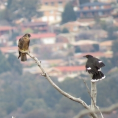 Falco longipennis at Fadden, ACT - 5 Jul 2019