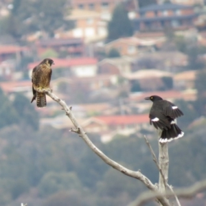 Falco longipennis at Fadden, ACT - 5 Jul 2019 09:54 AM