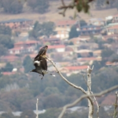 Falco longipennis at Fadden, ACT - 5 Jul 2019