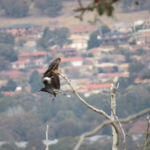 Falco longipennis at Fadden, ACT - 5 Jul 2019 09:54 AM