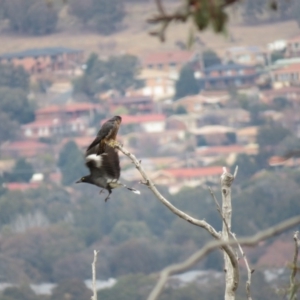 Falco longipennis at Fadden, ACT - 5 Jul 2019
