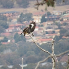 Falco longipennis at Fadden, ACT - 5 Jul 2019