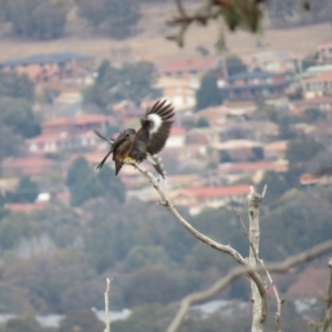 Falco longipennis at Fadden, ACT - 5 Jul 2019