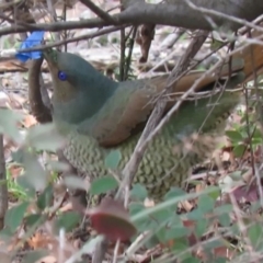 Ptilonorhynchus violaceus (Satin Bowerbird) at Wanniassa Hill - 4 Jul 2019 by KumikoCallaway