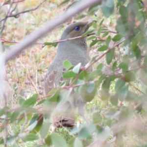 Ptilonorhynchus violaceus at Fadden, ACT - 5 Jul 2019 09:42 AM