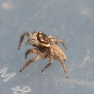 Maratus griseus at Symonston, ACT - 5 Jul 2019 02:31 PM