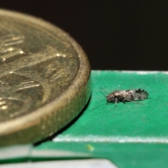 Psocodea 'Psocoptera' sp. (order) (Unidentified plant louse) at Hackett, ACT - 2 Jul 2019 by TimL