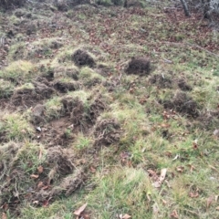 Sus scrofa (Wild Boar, Feral Pig) at Mongarlowe, NSW - 3 Jul 2019 by LisaH