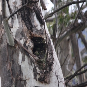 Acanthiza lineata at Cotter River, ACT - 5 Jul 2019