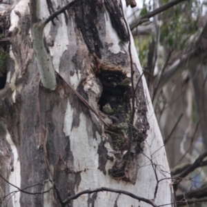 Acanthiza lineata at Cotter River, ACT - 5 Jul 2019