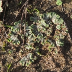 Riccia subbifurca (Liverwort) at Tuggeranong DC, ACT - 3 Apr 2019 by MichaelBedingfield