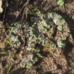 Riccia subbifurca (Liverwort) at Point Hut to Tharwa - 3 Apr 2019 by michaelb