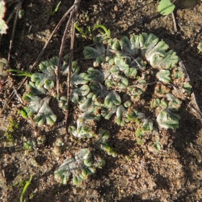 Riccia subbifurca (Liverwort) at Tuggeranong DC, ACT - 3 Apr 2019 by MichaelBedingfield
