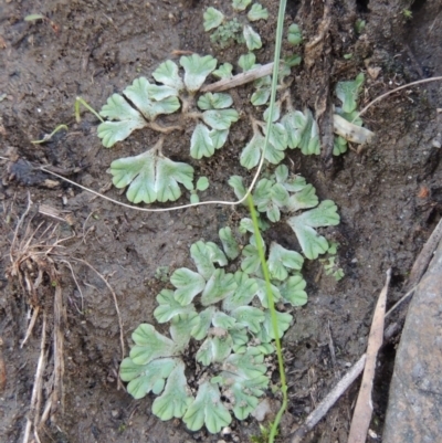 Riccia subbifurca (Liverwort) at Tuggeranong DC, ACT - 3 Apr 2019 by MichaelBedingfield