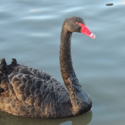 Cygnus atratus (Black Swan) at Point Hut to Tharwa - 3 Apr 2019 by michaelb