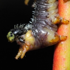 Perga dorsalis (Steel-blue sawfly, spitfire) at Hackett, ACT - 3 Jul 2019 by TimL