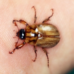 Cyclocephala signaticollis (Argentinian scarab) at O'Connor, ACT - 19 Dec 2018 by ibaird