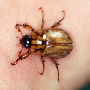 Cyclocephala signaticollis at O'Connor, ACT - 19 Dec 2018 11:16 AM