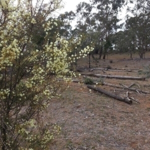 Strepera versicolor at Watson, ACT - 5 Jul 2019