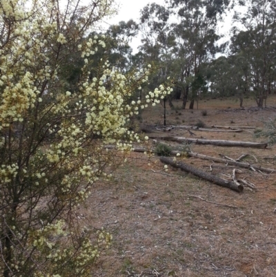 Strepera versicolor (Grey Currawong) at Mount Majura - 5 Jul 2019 by waltraud