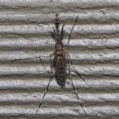 Culicidae (family) (A mosquito) at ANBG - 4 Jul 2019 by TimL