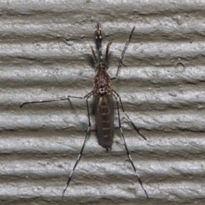 Culicidae (family) at Hackett, ACT - 4 Jul 2019