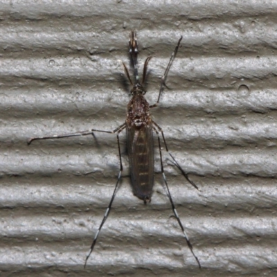 Culicidae (family) (A mosquito) at Hackett, ACT - 4 Jul 2019 by TimL