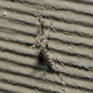 Culicidae (family) at Hackett, ACT - 4 Jul 2019