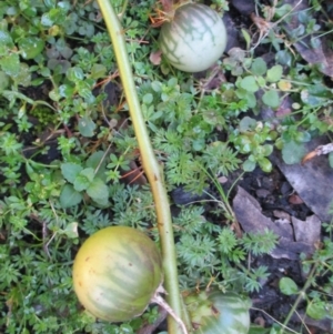 Solanum prinophyllum at Wonboyn, NSW - 6 Jul 2019