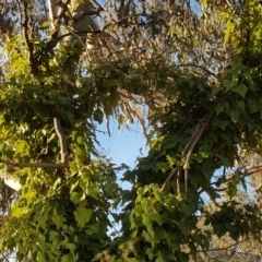 Hedera helix (Ivy) at Mount Mugga Mugga - 6 Jul 2019 by Mike