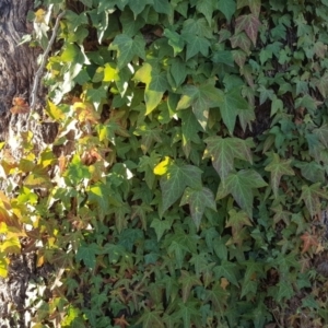 Hedera helix at O'Malley, ACT - 6 Jul 2019