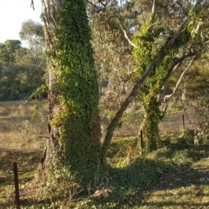 Hedera helix at O'Malley, ACT - 6 Jul 2019