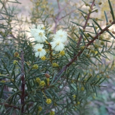 Acacia genistifolia (Early Wattle) at O'Malley, ACT - 6 Jul 2019 by Mike