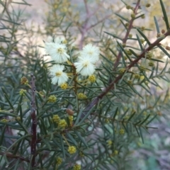 Acacia genistifolia (Early Wattle) at Mount Mugga Mugga - 6 Jul 2019 by Mike