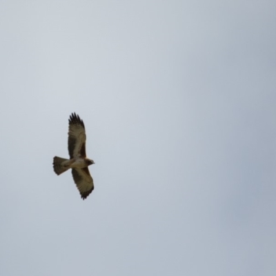 Hieraaetus morphnoides (Little Eagle) at Murrumbateman, NSW - 6 Jul 2019 by SallyandPeter