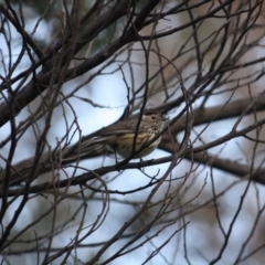 Pyrrholaemus sagittatus (Speckled Warbler) at Deakin, ACT - 6 Jul 2019 by LisaH