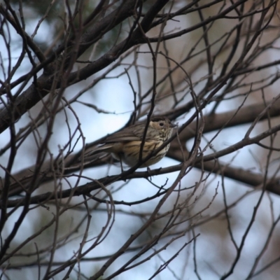 Pyrrholaemus sagittatus (Speckled Warbler) at Red Hill Nature Reserve - 6 Jul 2019 by LisaH