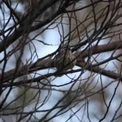 Pyrrholaemus sagittatus at Deakin, ACT - 6 Jul 2019 06:47 PM