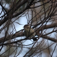 Pyrrholaemus sagittatus at Deakin, ACT - 6 Jul 2019