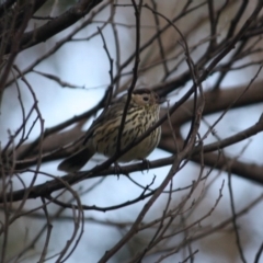 Pyrrholaemus sagittatus at Deakin, ACT - 6 Jul 2019