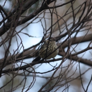 Pyrrholaemus sagittatus at Deakin, ACT - 6 Jul 2019 06:47 PM