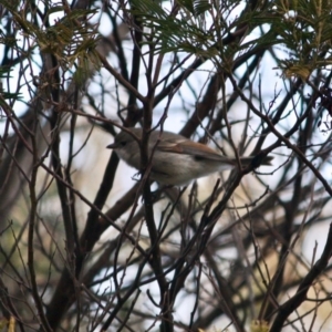 Pachycephala pectoralis at Deakin, ACT - 6 Jul 2019