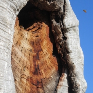 Apis mellifera at Campbell, ACT - 28 Jun 2019