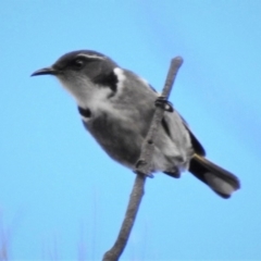 Phylidonyris pyrrhopterus (Crescent Honeyeater) at Paddys River, ACT - 6 Jul 2019 by JohnBundock