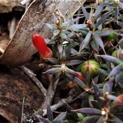 Astroloma humifusum (Cranberry Heath) at Bullen Range - 6 Jul 2019 by JohnBundock