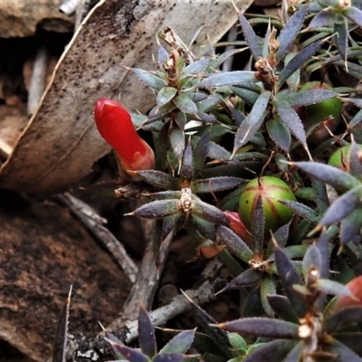 Astroloma humifusum (Cranberry Heath) at Bullen Range - 6 Jul 2019 by JohnBundock