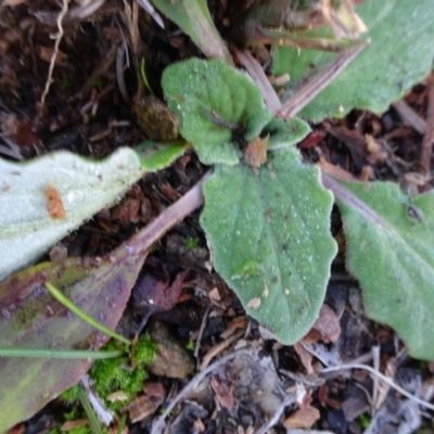 Senecio (genus) (A Fireweed) at Frogmore, NSW - 3 Jul 2019 by JanetRussell